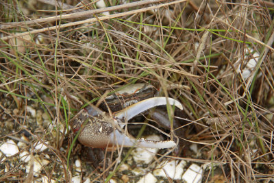 Fiddler Crab