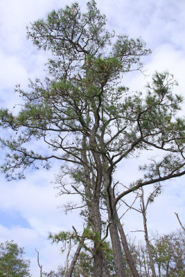 Pinus taeda- Loblolly Pine