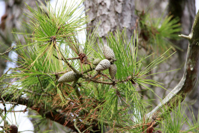 Pinus taeda- Loblolly Pine