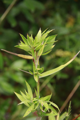Dichanthelium scoparium- Velvet Panic Grass