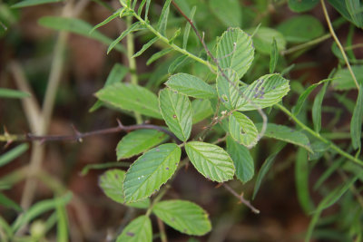 Rubus cuneifolius- Sand Blackberry