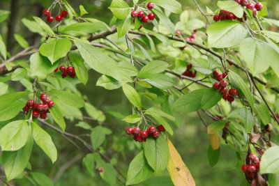 Aronia arbutifolia- Red Chokeberry