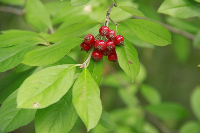 Aronia arbutifolia- Red Chokeberry