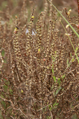 Salicornia europaea- faded plant