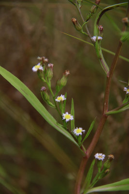 Aster subulatum- Annual Salt Marsh Aster