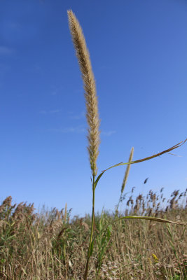 Setaria magna- Giant Foxtail