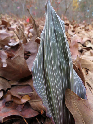 Aplectrum hyemale- Puttyroot