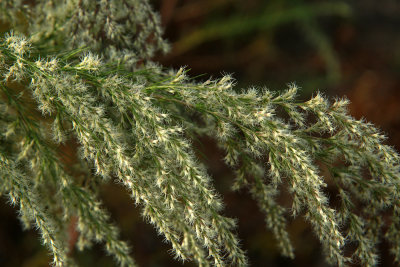 Eupatorium capillifolium- Dog Fennel