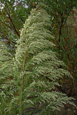 Eupatorium capillifolium- Dog Fennel