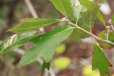 Quercus x subfalcata- Spanish/Willow Oak hybrid