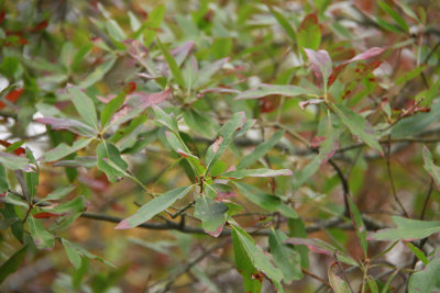 Quercus x subfalcata- Spanish/Willow Oak hybrid