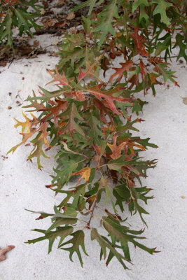 Quercus falcata- Spanish Oak/Southern Red Oak