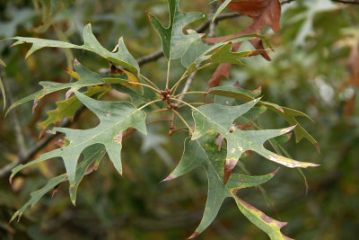 Quercus falcata- Spanish Oak (Southern Red Oak)