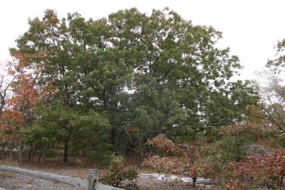 Quercus falcata- Spanish Oak (Southern Red Oak)