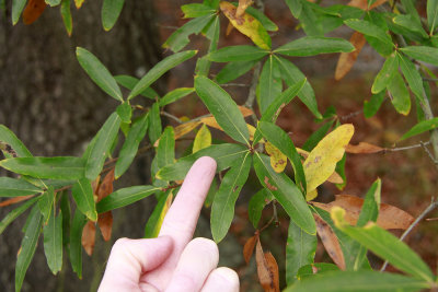 Quercus phellos- Willow Oak