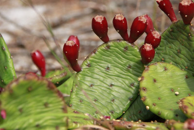 Opuntia humifusa- Prickly Pear Cactus