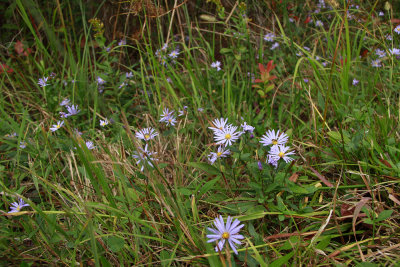 Aster novi belgii- New York Aster