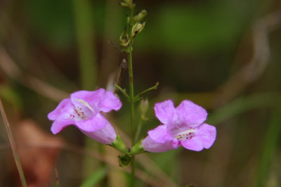 Agalinis purpurea- Purple Gerardia