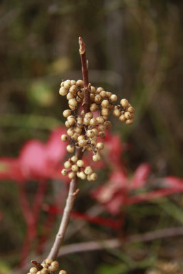 Toxicodendron radicans- Poison Ivy