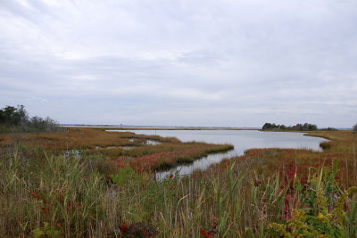 Salt marsh along Barnegat Bay