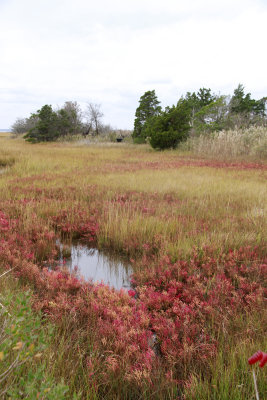 Salt marsh along Barnegat Bay