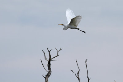 Great Egret