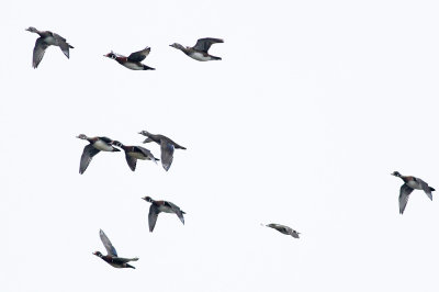 Wood Ducks plus one