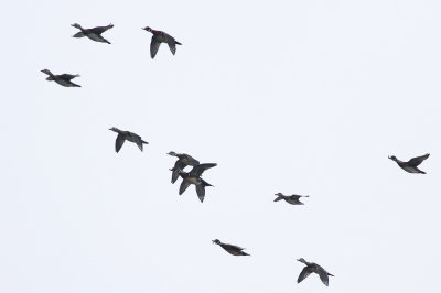 Wood Ducks plus one