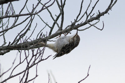 Brown Creeper