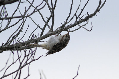 Brown Creeper