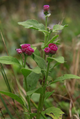 Pluchea odorata- Salt Marsh Fleabane