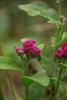 Pluchea odorata- Salt Marsh Fleabane