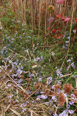Aster novi belgii- New York Aster