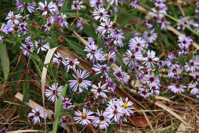 Aster novi belgii- New York Aster
