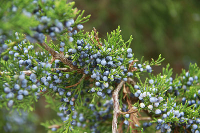 Juniperus virginiana- Eastern Red Cedar