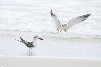 Black Skimmers (juvenile)