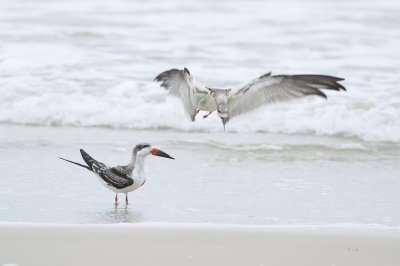 Black Skimmers (juvenile)