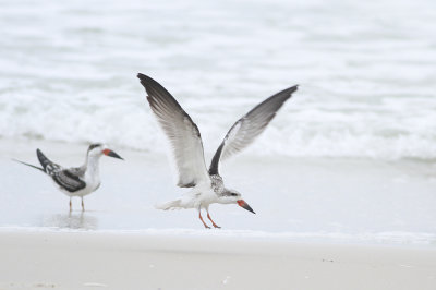 Black Skimmers (juvenile)