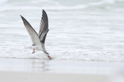 Black Skimmer (juvenile)