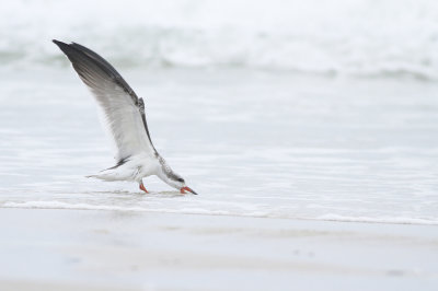 Black Skimmer (juvenile)