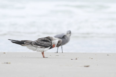 Black Skimmer (juvenile)