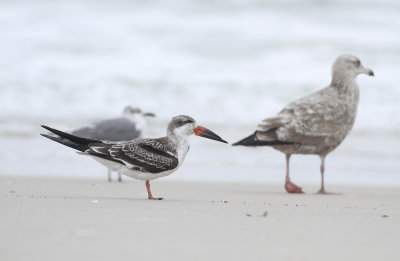 Black Skimmer (juvenile)