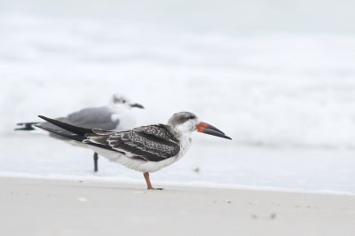 Black Skimmer (juvenile)