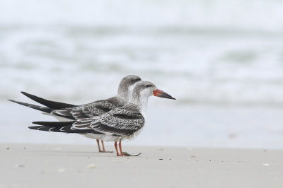 Black Skimmers (juvenile)