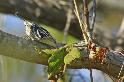 Black and White Warbler