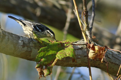 Black and White Warbler