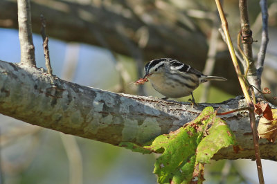 Black and White Warbler eating wood roach!