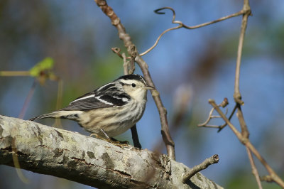 Black and White Warbler
