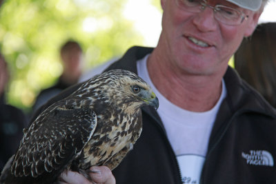 Swainson's Hawk!