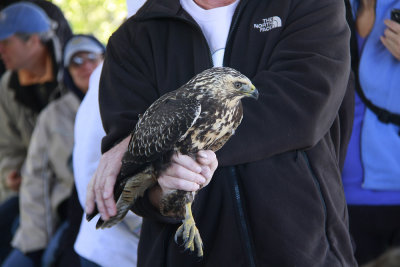 Swainson's Hawk!